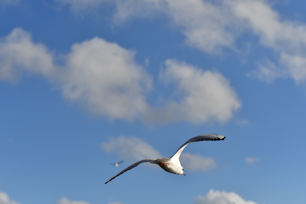 London/Hyde Park/DSC_6792.JPG